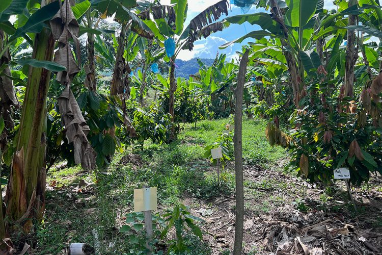 How Colombian sustainable cocoa brand Luker Chocolate is extending its reach to help protect the country’s Tropical Dry Forest.