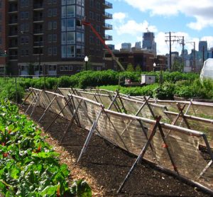 urban agriculture