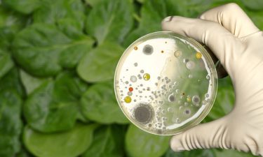 FDA And CDC Investigating Multistate E. Coli Outbreak