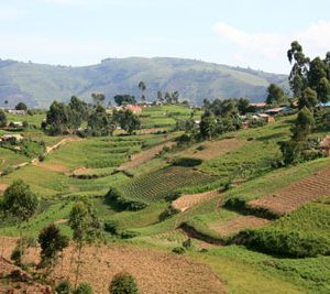 FAO central african republic