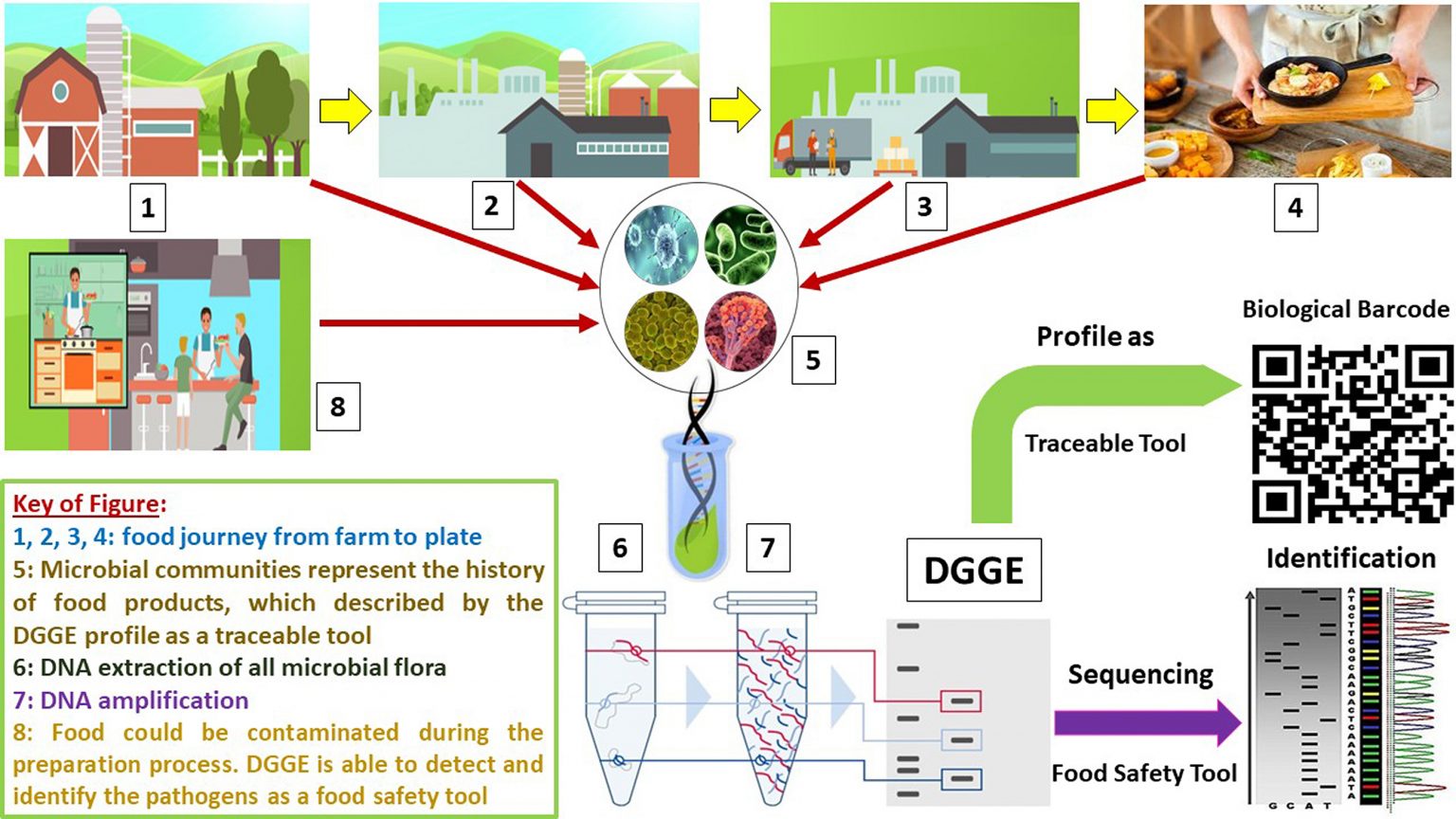 Could this lab technique be a key breakthrough in food safety?