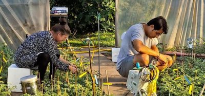 New research reveals chickpeas as a sustainable solution for drought resilience