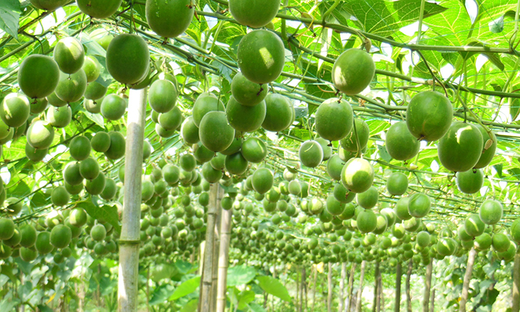 Monk Fruit Corp, monk fruit orchard