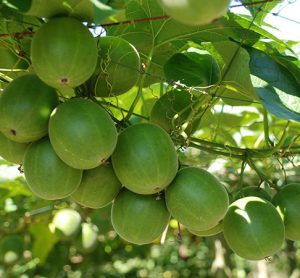 “A product of its time”: Behind the scenes of monk fruit decoctions “not novel” ruling