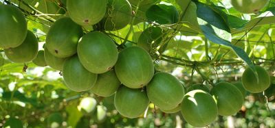 “A product of its time”: Behind the scenes of monk fruit decoctions “not novel” ruling