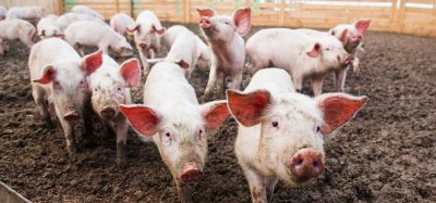 'Stop African swine fever' campaign launched by EFSA