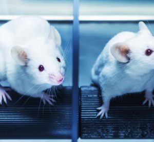 animal-testing-technical-university-denmark