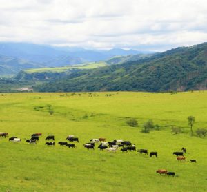 argentinian beef china trade deal