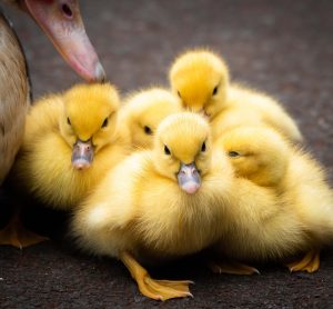 backyard poultry