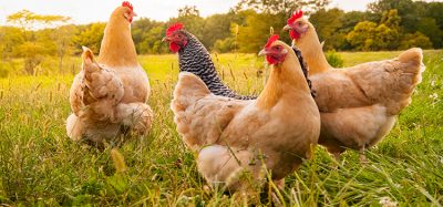 The UK has regained access to the South African poultry market after an eight-year ban, paving the way for up to £160 million in trade over the next five years.