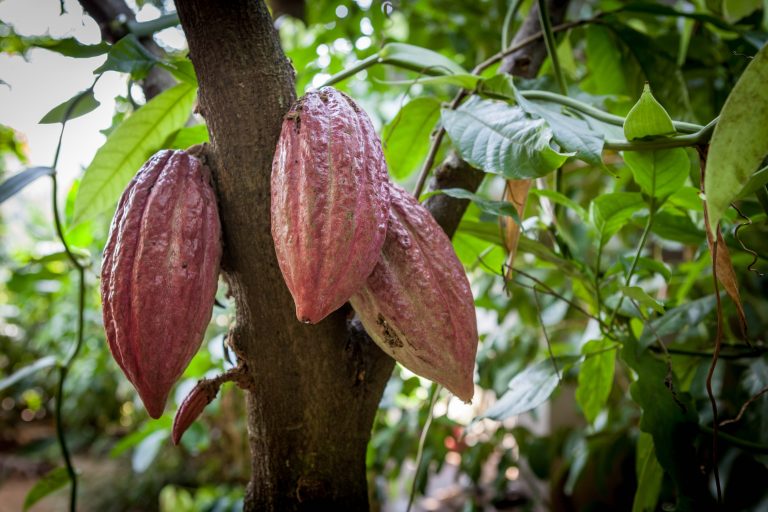 How the crystallinity of cocoa butter impacts chocolate production