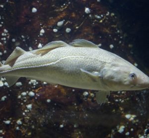 cod-genome-sustainability