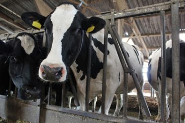 Dairy UK commits to make the dairy industry more sustainable