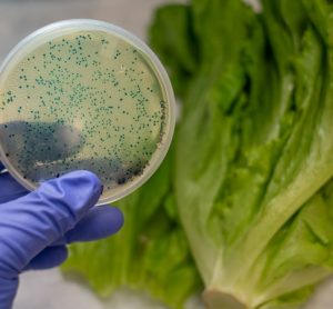 e.coli lettuce