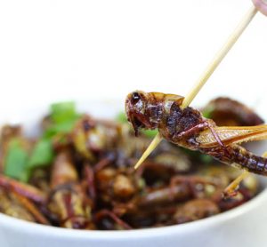 edible-insects-future