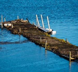 food-security-sea-level