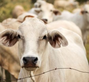 ghana-cattle-dairy-cow-milk