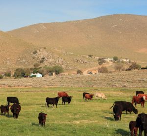 grazing-grasslands-food-production-milk-meat