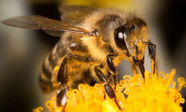 Let's celebrate National Honey Bee Day - New Food Magazine