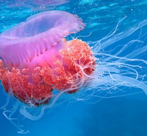 jellyfish-food-fraud-uni-southampton