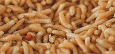 maggots could be used as an ingredient