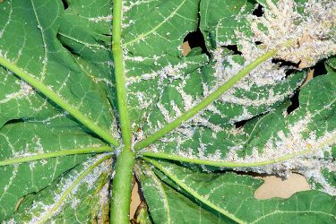 Papaya mealybug could spread worldwide new research warns