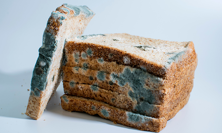 The One Place You're Not Checking for Moldy Bread
