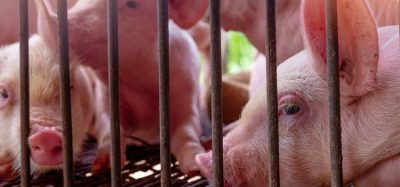 EFSA confirms nine European countries still affected by African swine fever