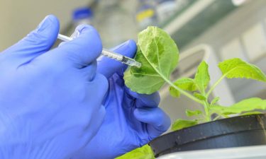 New modular vaccination kit developed for plants - New Food Magazine