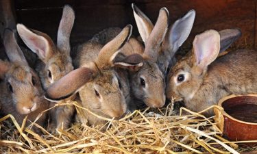 Global rabbit meat market has increased and will continue to grow