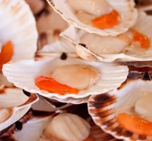 Raw scallops