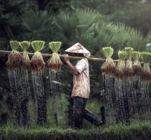 rice-week-cambodia-farmers-protest