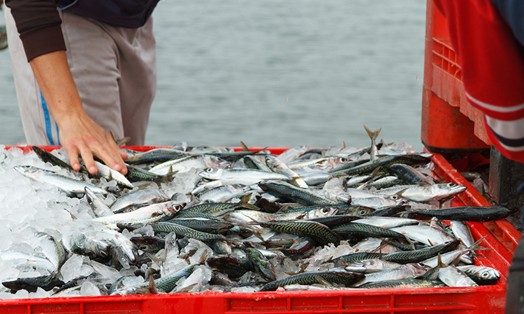 New analysis reveals impact of COVID-19 pandemic on seafood industry