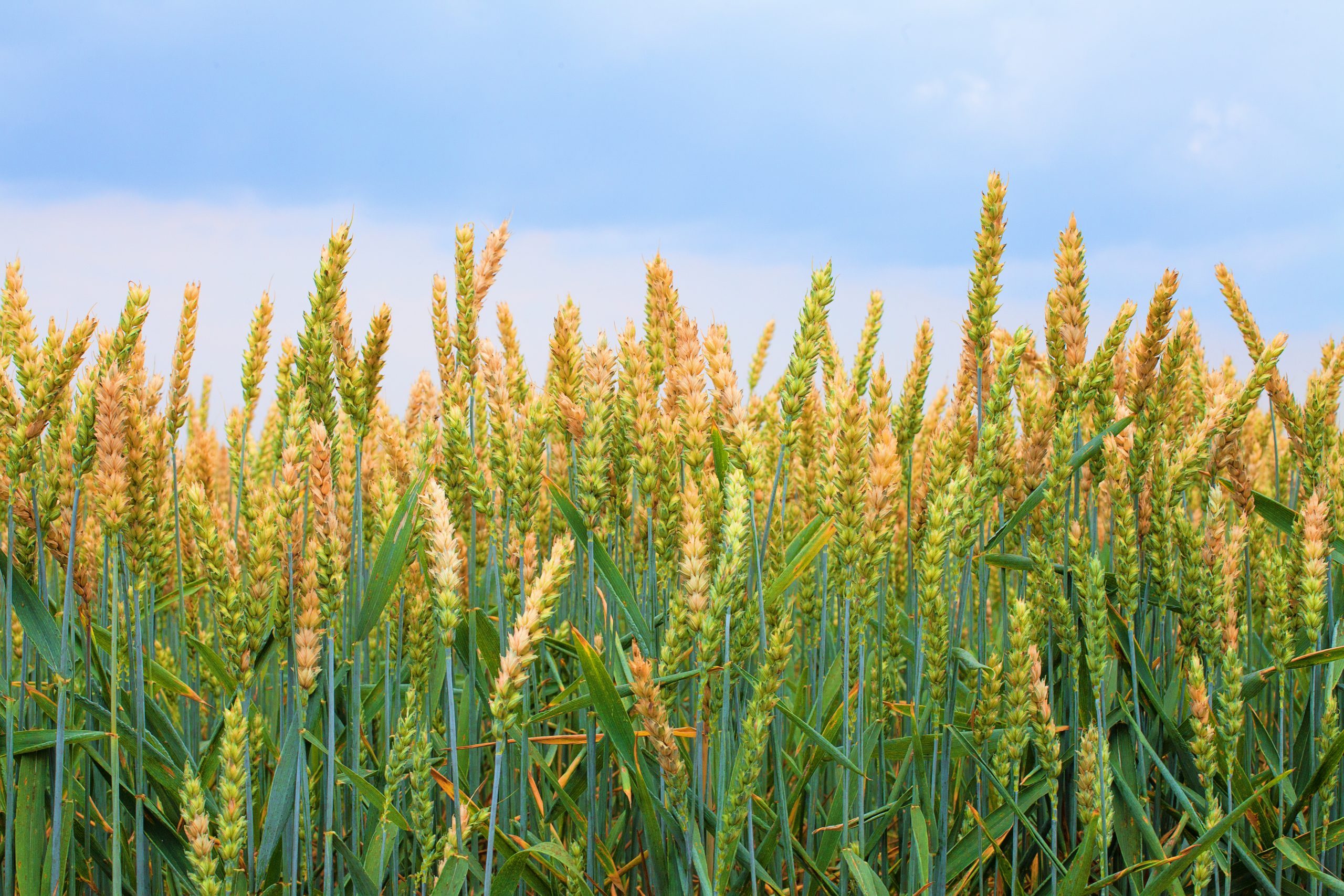 New discovery in plant cell operations could be key to better crops - New  Food Magazine