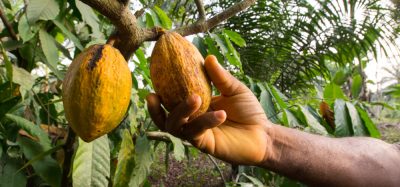 New framework signed to tackle child labour in West Africa’s cocoa-growing regions