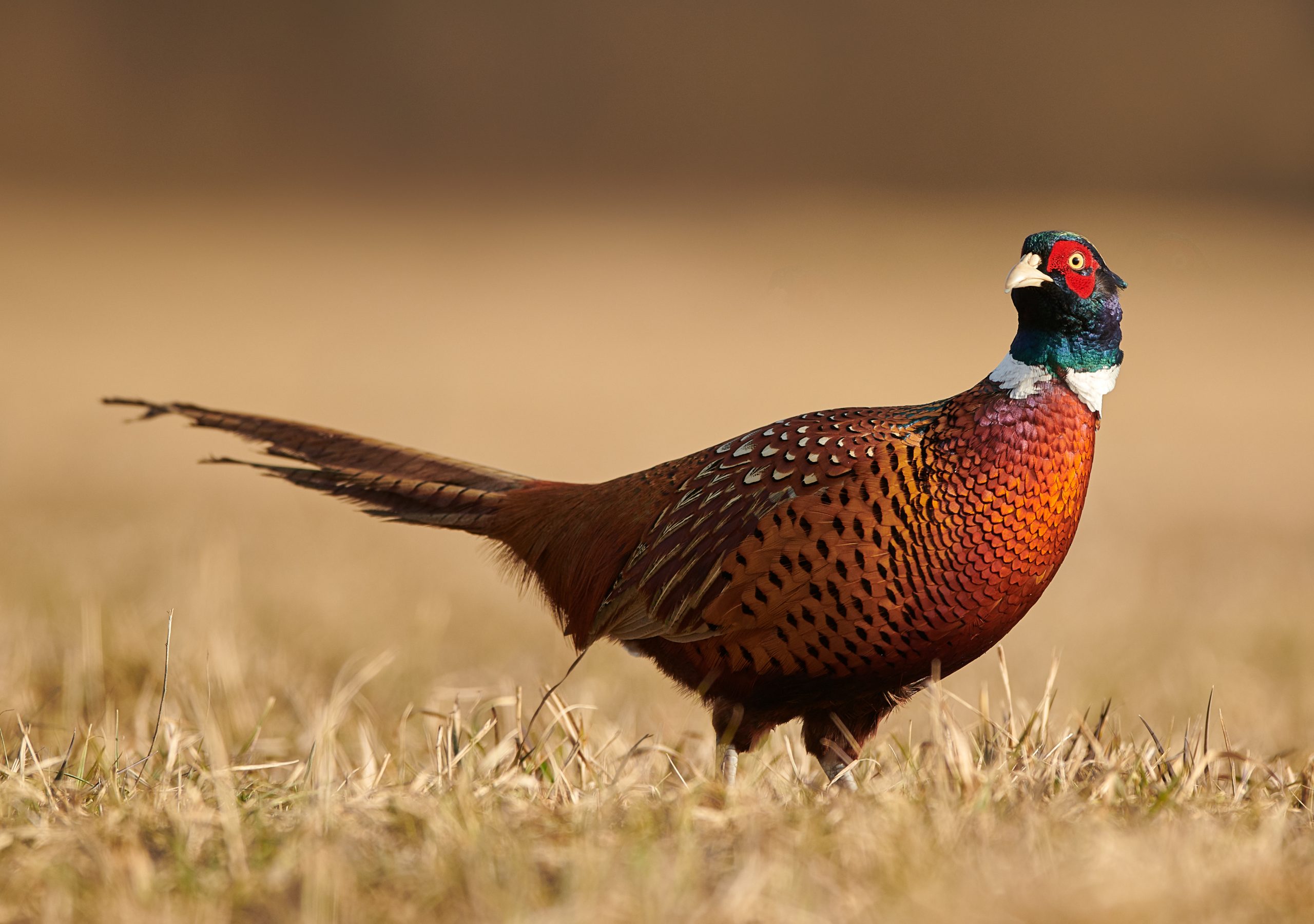 Consumers exposed to potentially harmful lead shot in pheasants