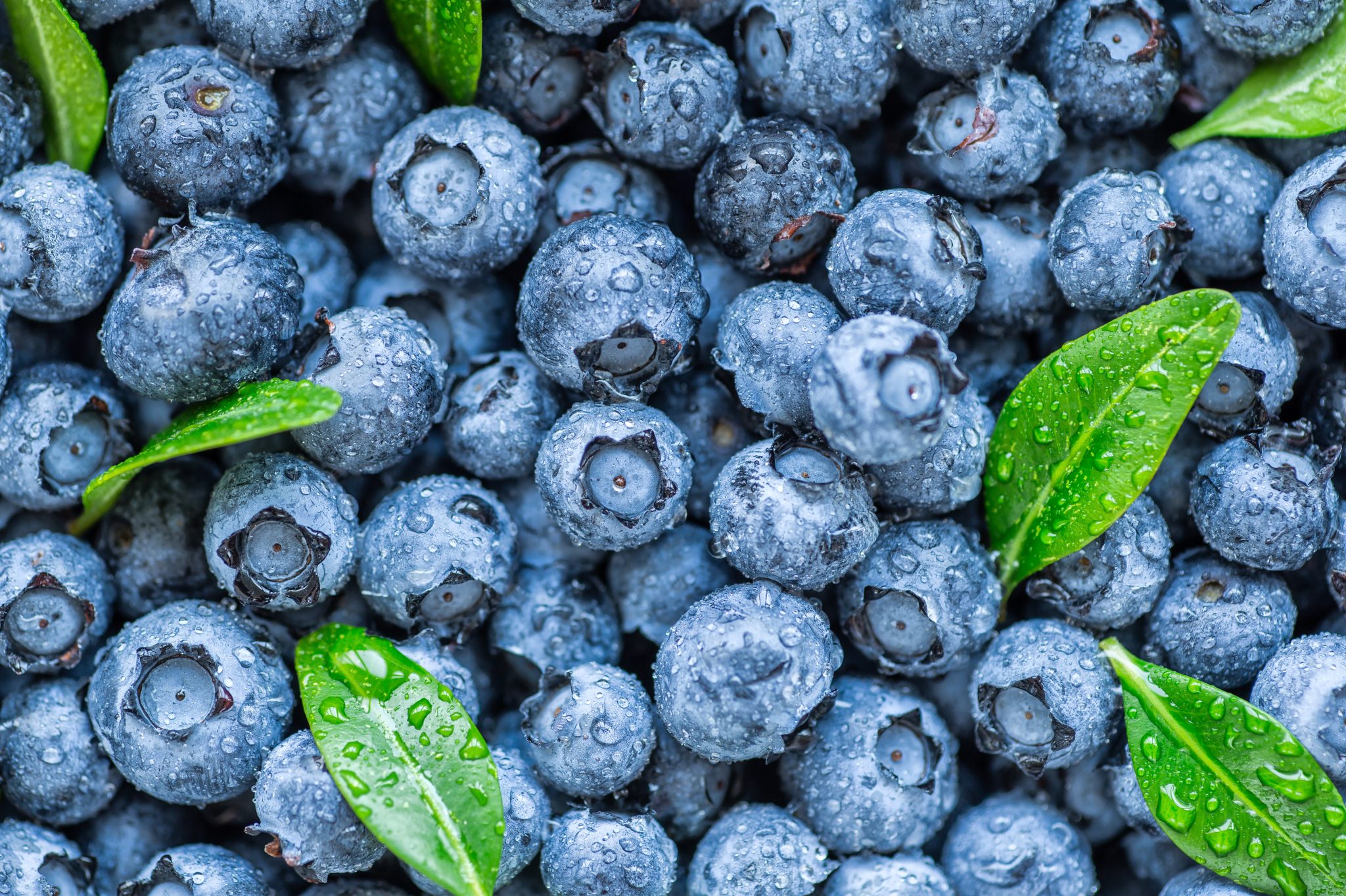 new-study-finds-blueberries-could-be-good-for-your-heart