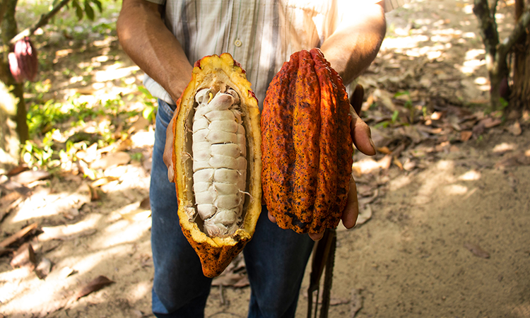 Researchers join forces with chocolate industry to maximise use of cocoa fruit