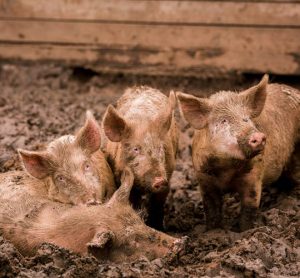 Immediate measures have been introduced to protect pig farmers and the industry from an ASF outbreak.