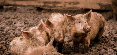 Immediate measures have been introduced to protect pig farmers and the industry from an ASF outbreak.