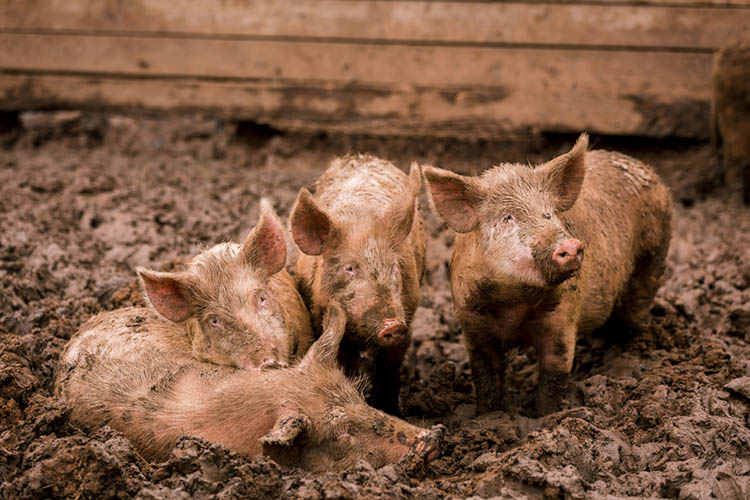 Immediate measures have been introduced to protect pig farmers and the industry from an ASF outbreak.