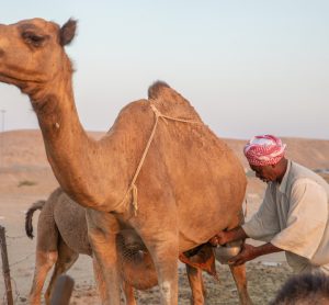 Why camel milk is the 'white gold of the desert' for your digestive health