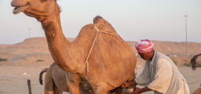 Why camel milk is the 'white gold of the desert' for your digestive health