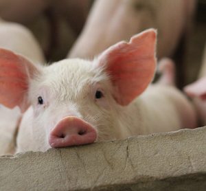 UK bans exports on live animals