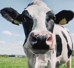Consumers value animal welfare more than environmental sustainability, says new study