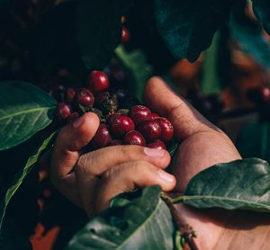 New study explores potential for climate-smart coffee