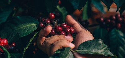 New study explores potential for climate-smart coffee