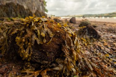 Is Seaweed The Secret Weapon In The Fight Against Methane?