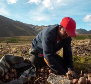 Irish potato famine Andes origin