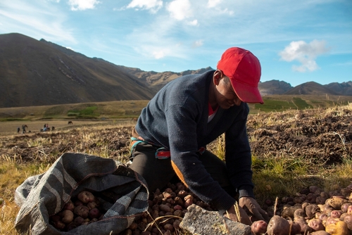 Irish potato famine Andes origin